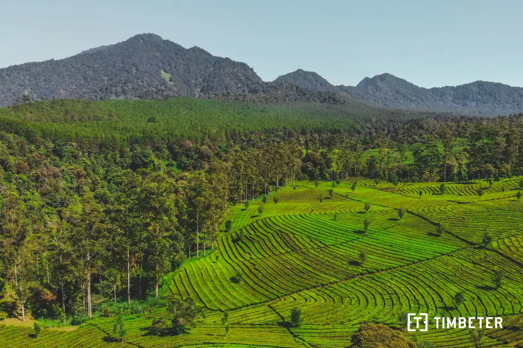 Harnessing Technology for Sustainable Forestry: The Role of Timbeter in Plantations
