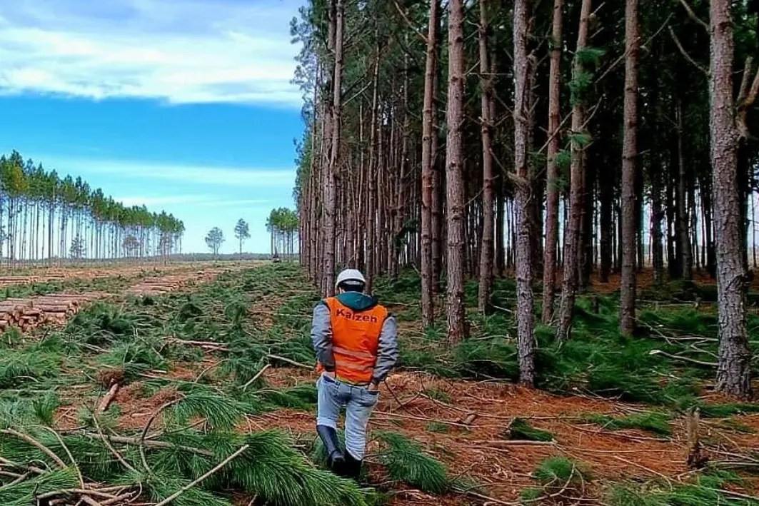 Metsamajanduslike tegevuste täiustamine: Angelo Victoriga tehtud intervjuu Timbeteri mõjust