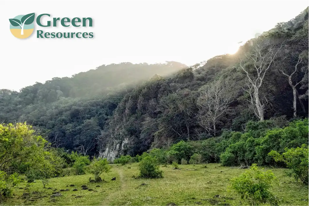 Transforming Forestry: Green Resources and the Impact of Timbeter Technology