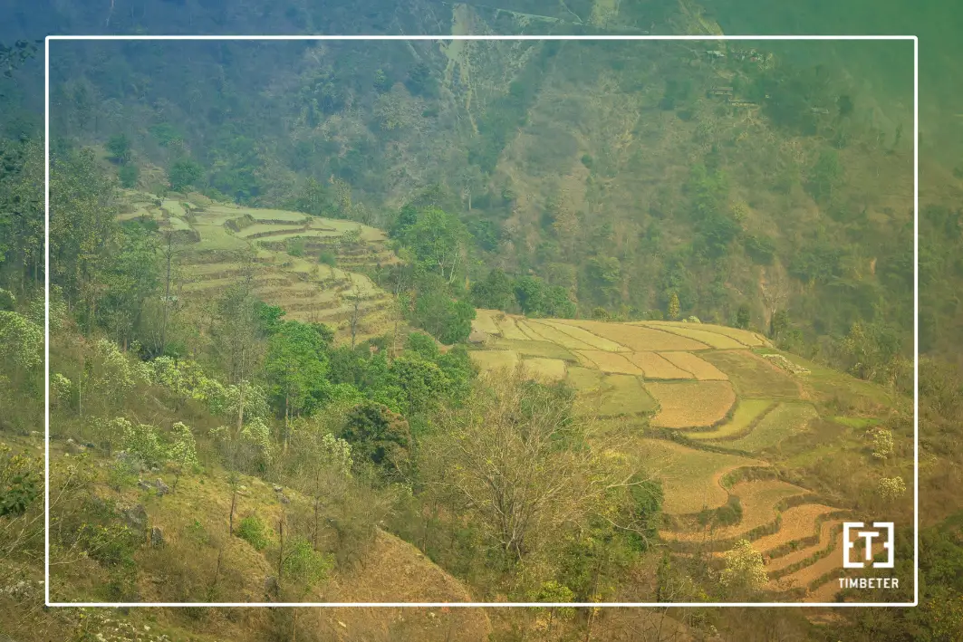 How community forests can benefit from digital timber tracking