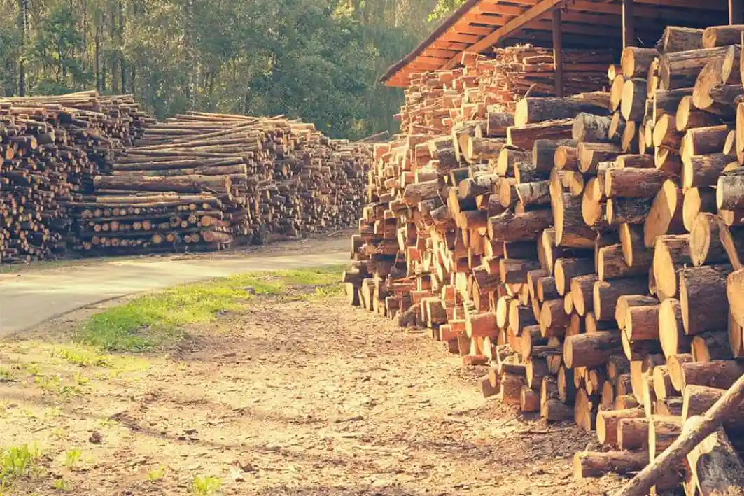 Uso de madeira para construção: Maximize o valor de cada tora de madeira com o Timbeter