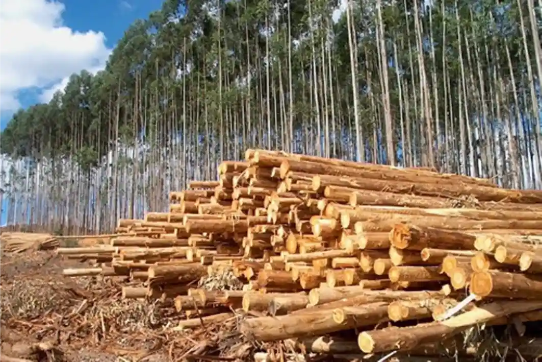 La medición de la madera para pulpa de celulosa con Timbeter