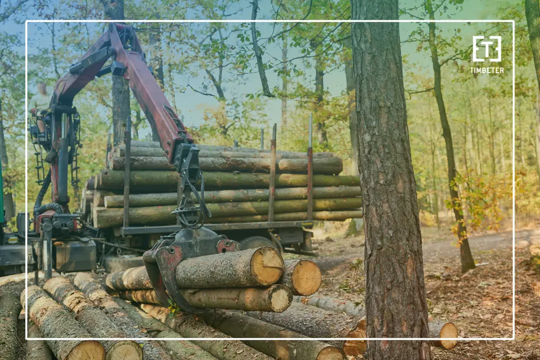 Dados florestais imprecisos: como erros no campo geram prejuízos para governos e empresas
